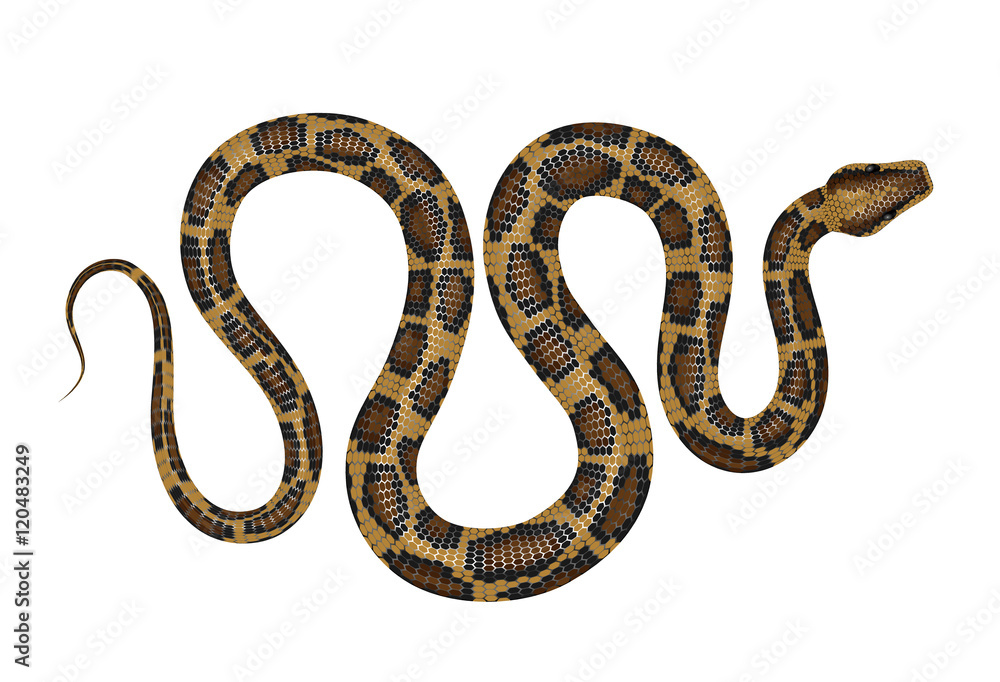Fototapeta premium Python vector illustration. Tropical snake isolated on white.