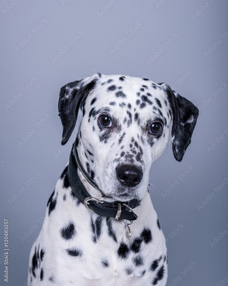 Dog on background. taken in a studio. Dog on background. taken in a studio.
