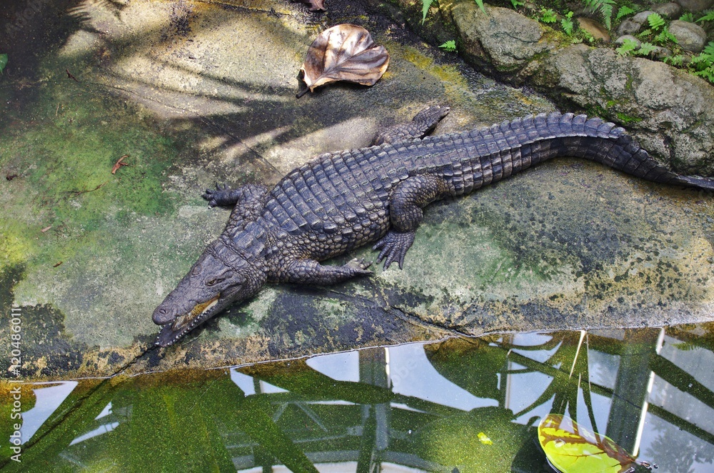 水辺で休む獰猛なワニ