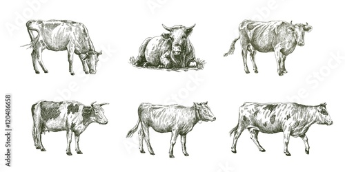sketches of cows drawn by hand. livestock. cattle. animal grazing