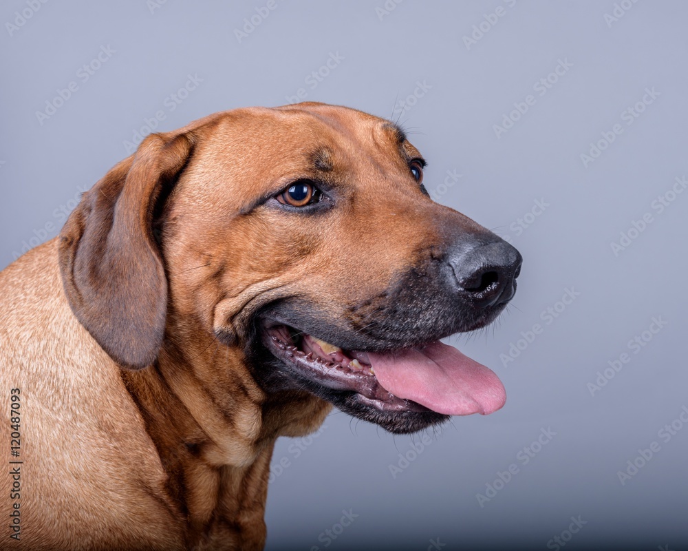 Dog on background. taken in a studio.