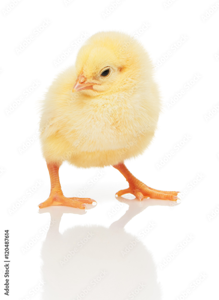 Small yellow chicken isolated on white Small yellow chicken isolated on white