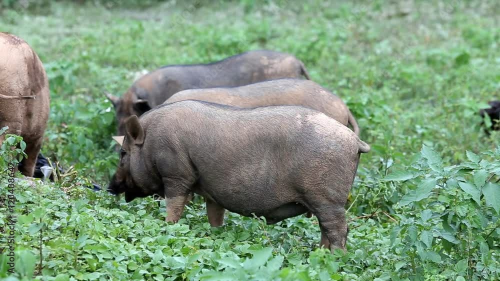 Grey local breed of boar with finding food by self in natural Grey local breed of boar with finding food by self in natural