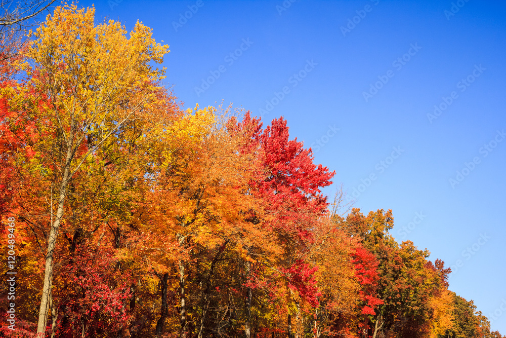 Beautiful Fall Colors