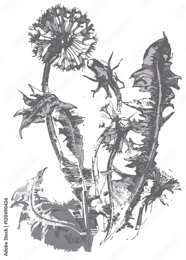 Fototapeta premium Vector hand drawn dandelion. Vintage dandelion flower sketch.