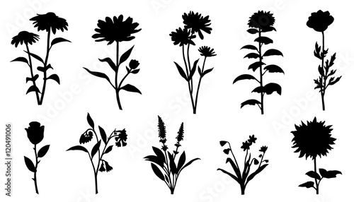 flower silhouettes