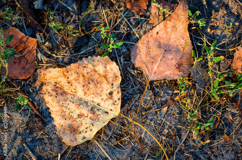 autumn lefs on soil photo