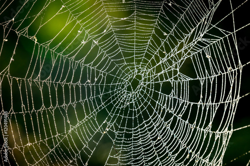 abstract web in forest