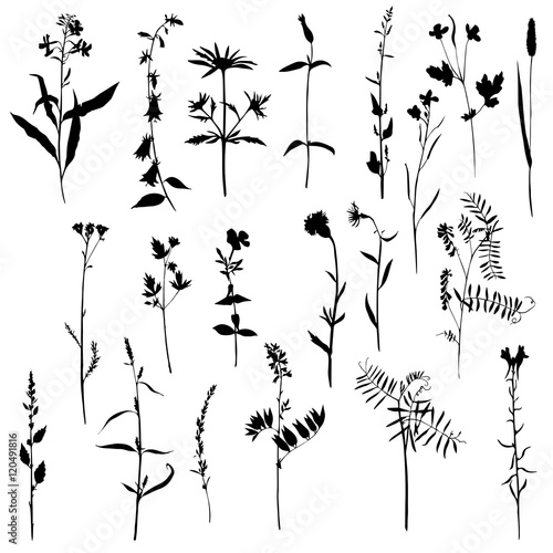 Set of plants silhouettes