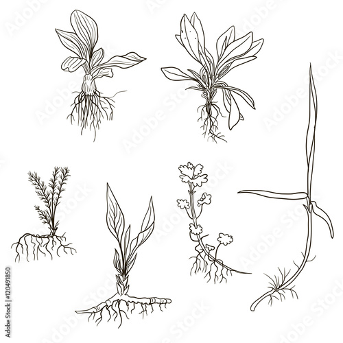 Set of line drawing herbs with roots