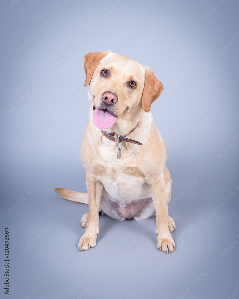 Dog on background. taken in a studio. Dog on background. taken in a studio.