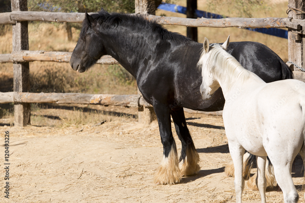 Fototapeta premium horses on a farm respectful