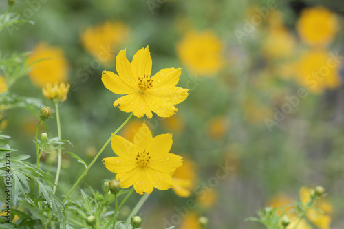 Yellow  flowers bloom with a drop of rain .