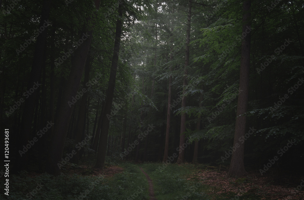 Märchen Wald