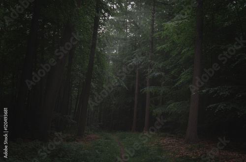 Märchen Wald