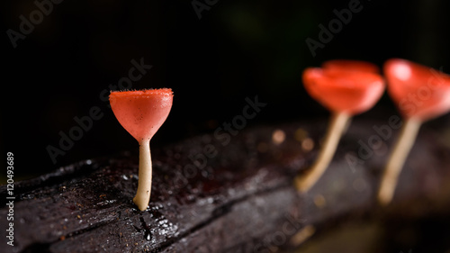 beautiful fungi cup in rain forest