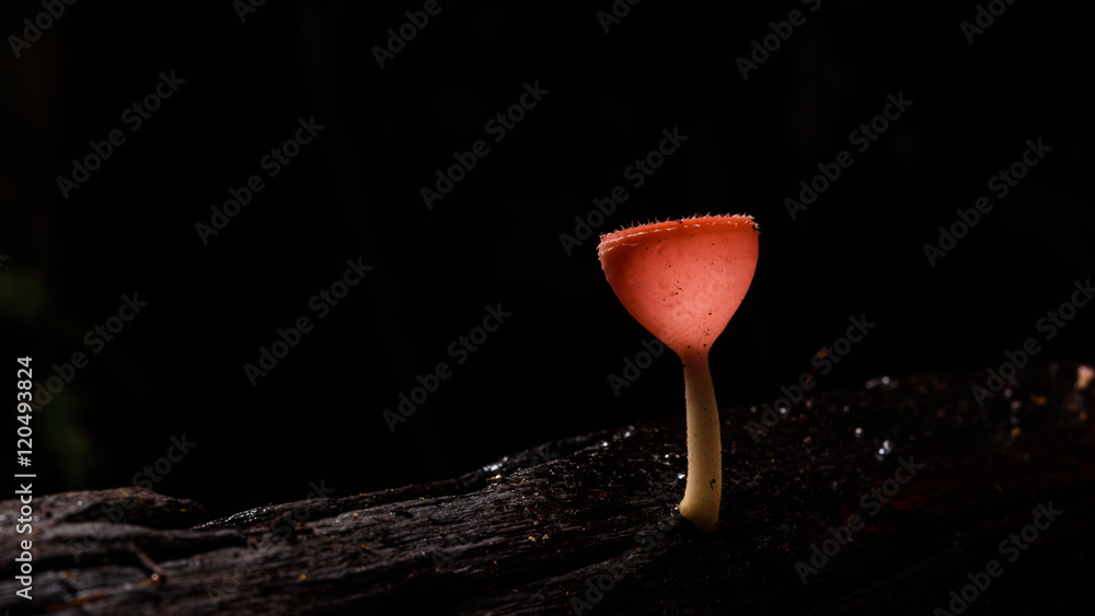 beautiful fungi cup in rain forest