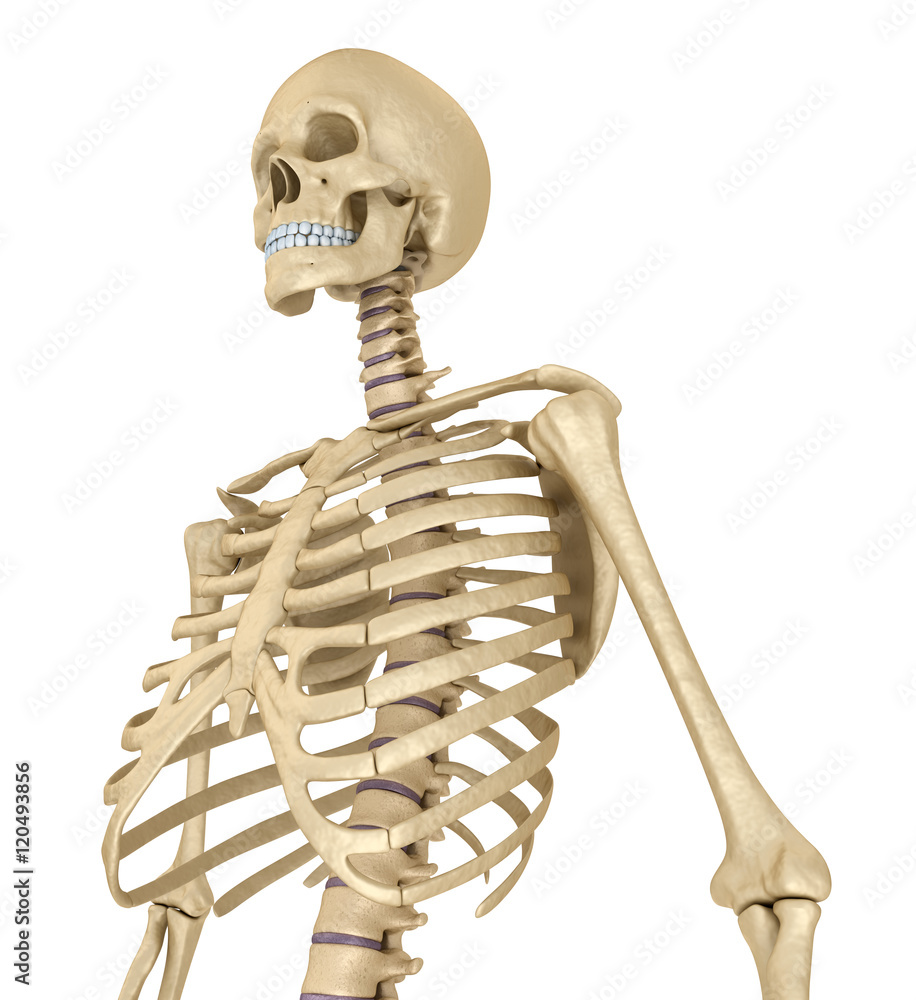 Human skeleton, breast chest. Isolated on white. Medically accurate 3D