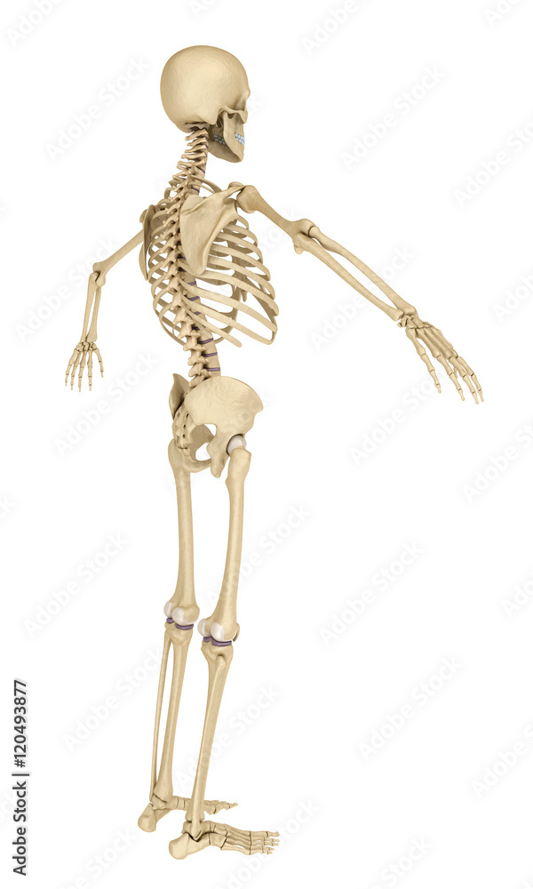 Human skeleton isolated , Medically accurate 3d illustration . Human skeleton isolated , Medically accurate 3d illustration .