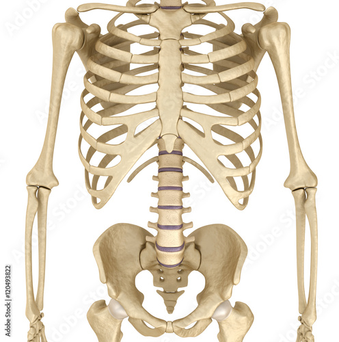 Human skeleton: breast chest. Front view. Medically accurate 3D illustration