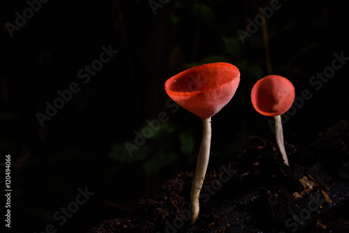 beautiful fungi cup in rain forest