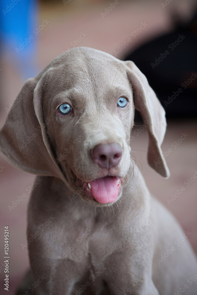 Adorable Puppy with Blue Eyes and tongue hanging out