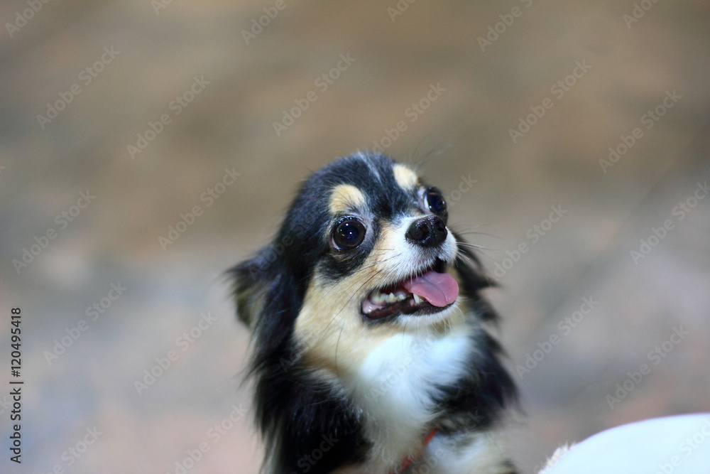 black tan chihuahua