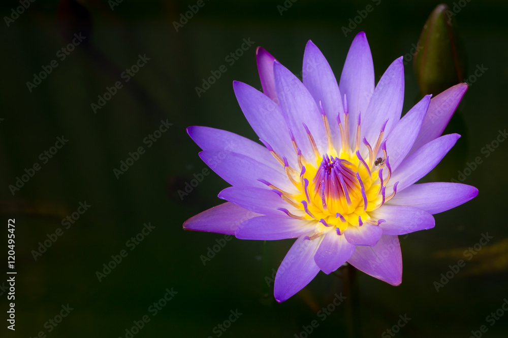 beautiful lotus flower, water lily in Thailand. beautiful lotus flower, water lily in Thailand.