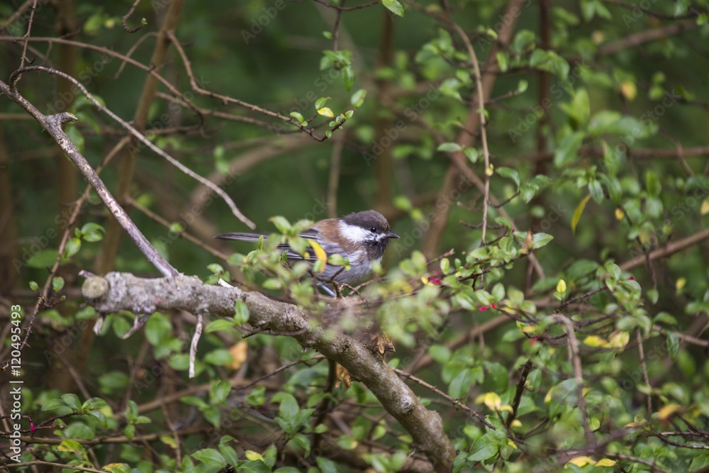 Chestnut-backed Chickadee (Poecile rufescens) Chestnut-backed Chickadee (Poecile rufescens)