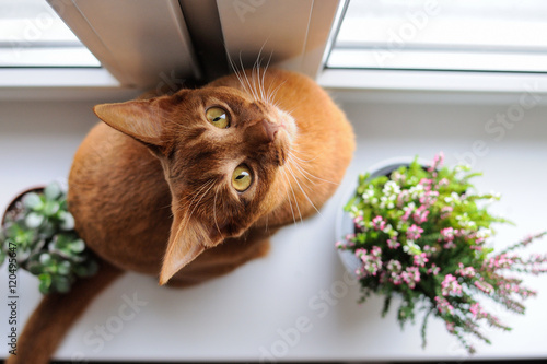 Abyssinian cat sitting on the windowsill with heather and succul photo