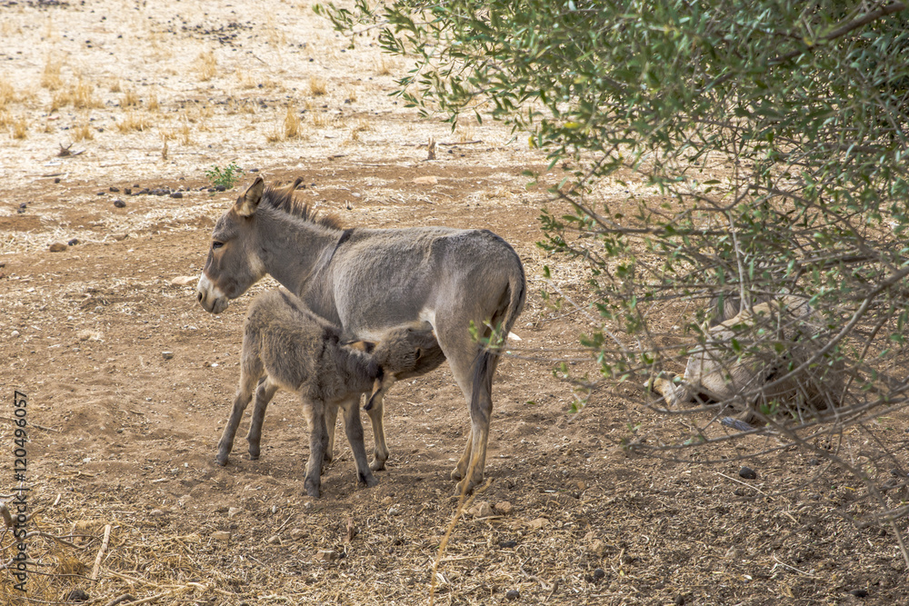 Donkey foal drinking milk from his mother Donkey foal drinking milk from his mother