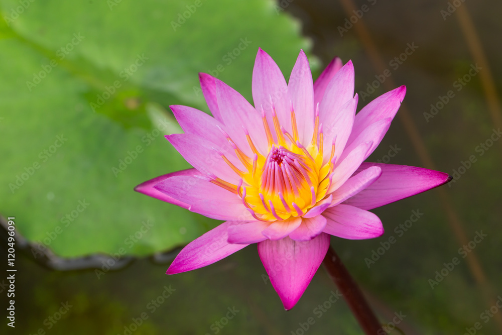 beautiful lotus flower. beautiful lotus flower.