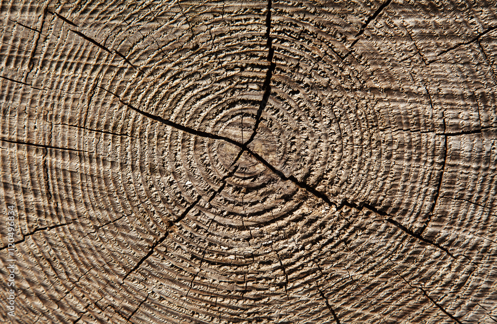 Fototapeta premium Holzmaserung