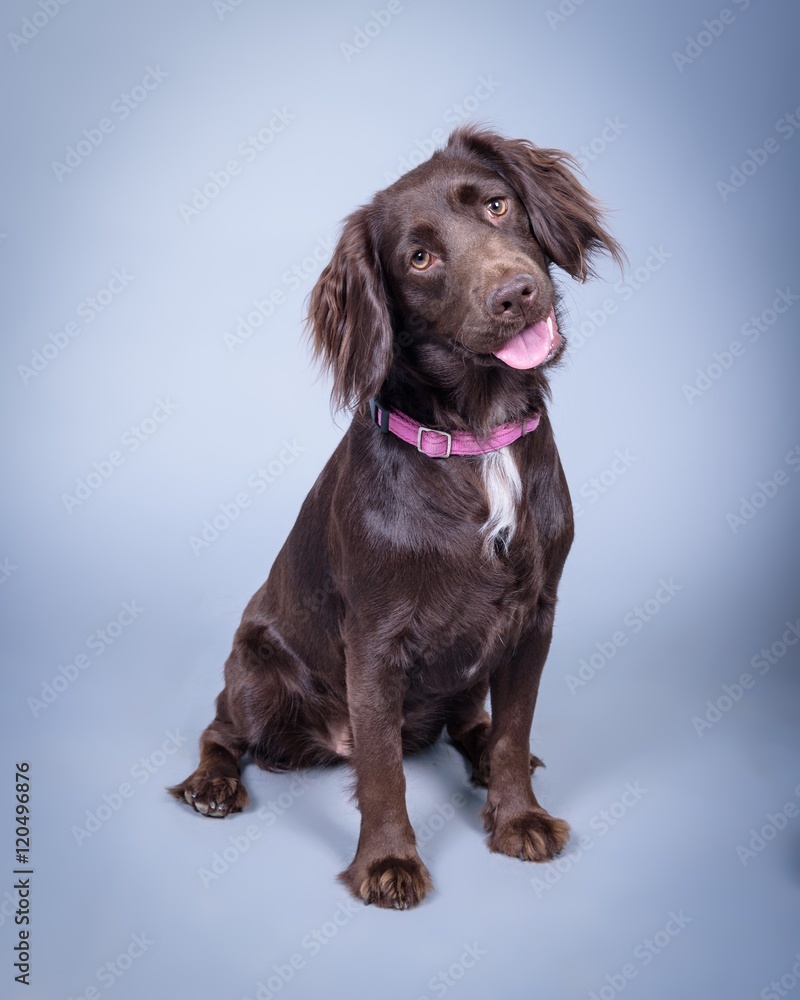 Dog on background. taken in a studio. Dog on background. taken in a studio.