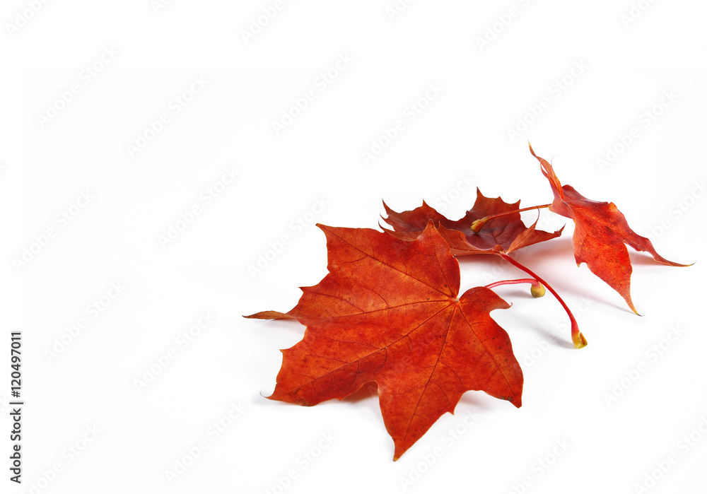 Naklejka premium Maple leaves