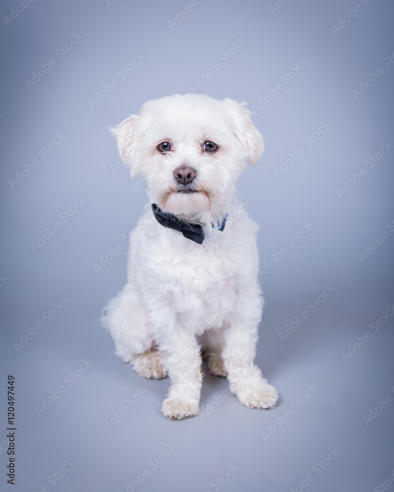 Dog on background. taken in a studio. Dog on background. taken in a studio.