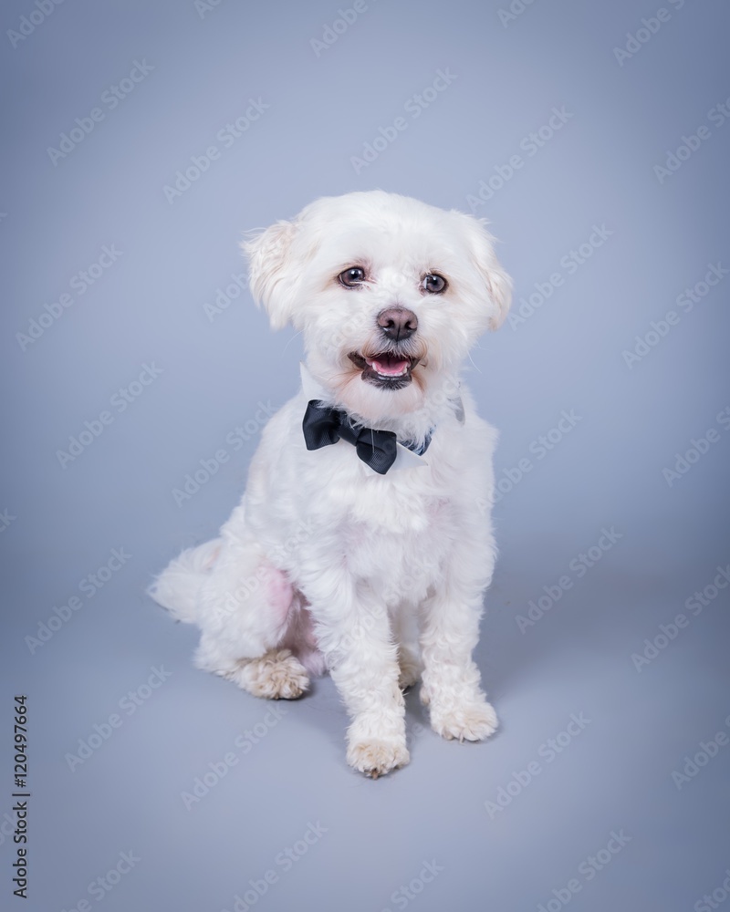 Dog on background. taken in a studio. Dog on background. taken in a studio.