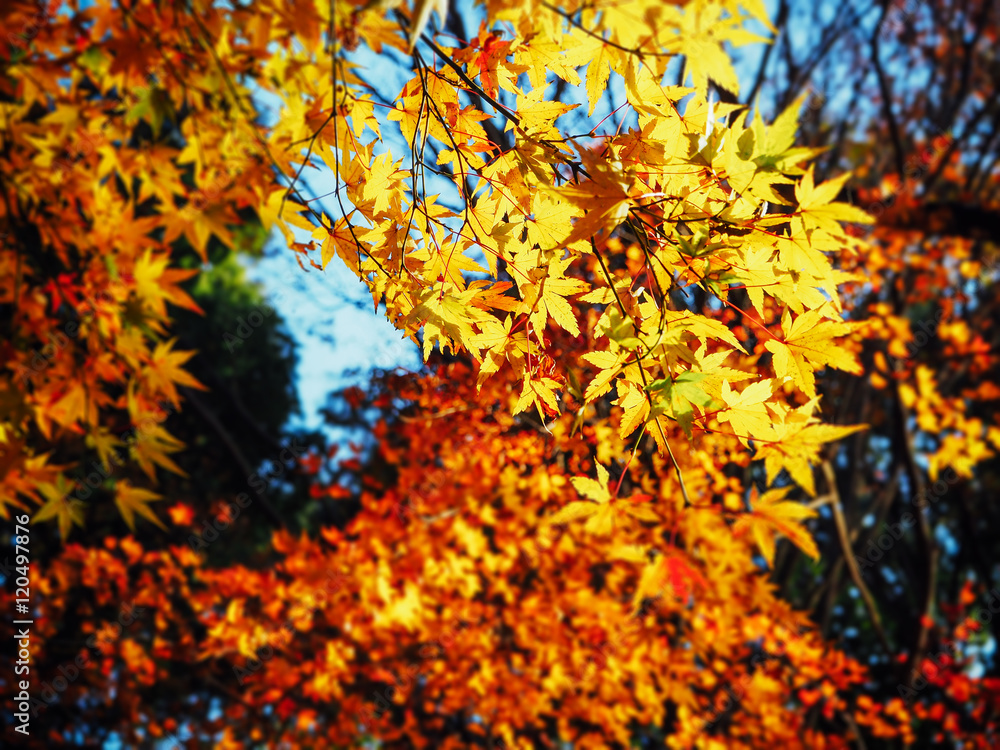 Yellow autumn leave in the forest in Japan for background Yellow autumn leave in the forest in Japan for background