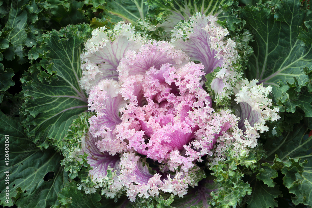 Obraz premium Unusual decorative plants - decorative red purple cabbage.
