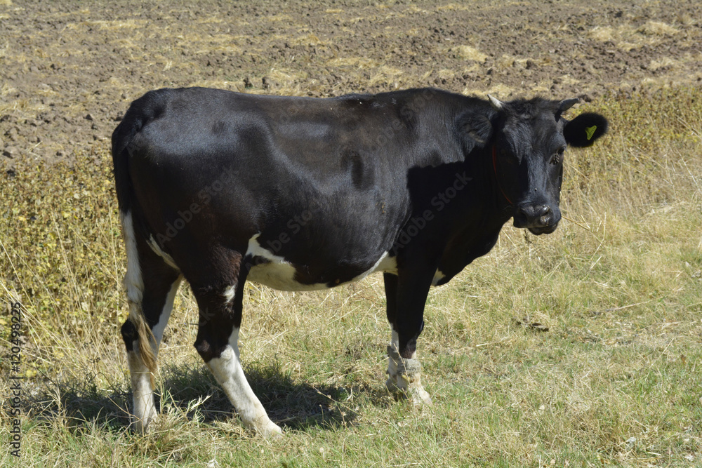 cow in pasture