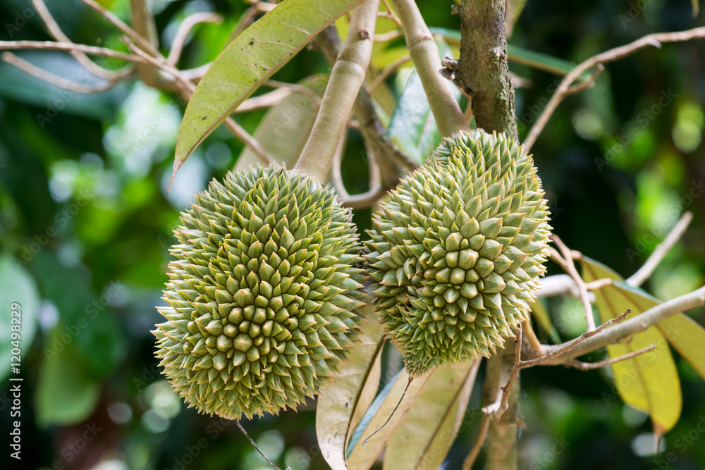 young durian growing on it's tree ( Durio zibethinus L., Malvaceae ) young durian growing on it's tree ( Durio zibethinus L., Malvaceae )