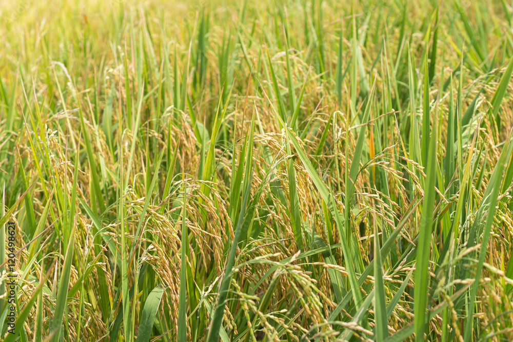 Close up of green paddy rice plant
Close up of green paddy rice plant