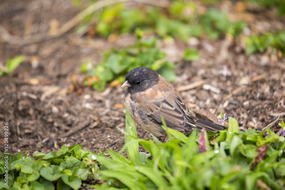Obraz premium Dark-Eyed Junco (Junco hyemalis)