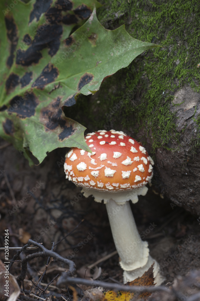 Obraz premium Toadstool mushroom