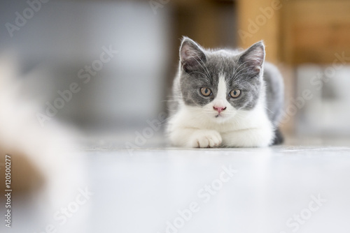 The cute gray kitten © chendongshan