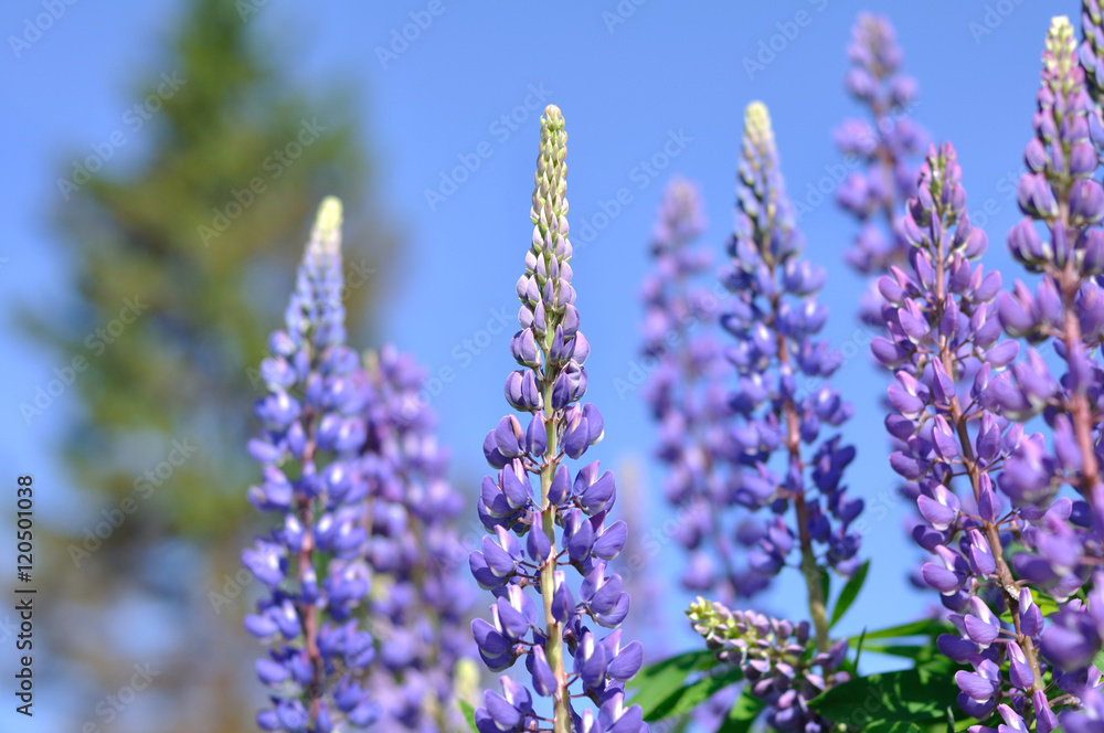Obraz premium Lupine flowers