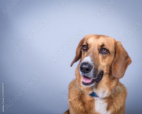 Dog on background. taken in a studio.