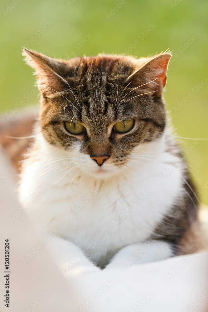 Katze Katze