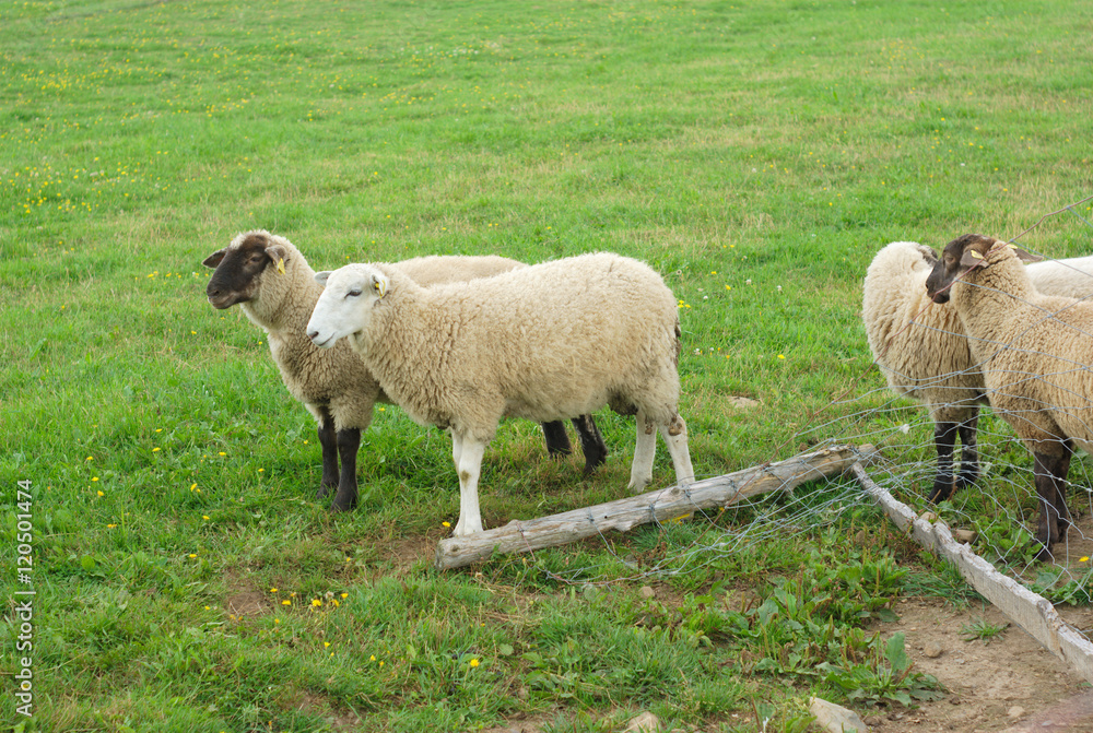 many sheeps standing in a green field
many sheeps standing in a green field