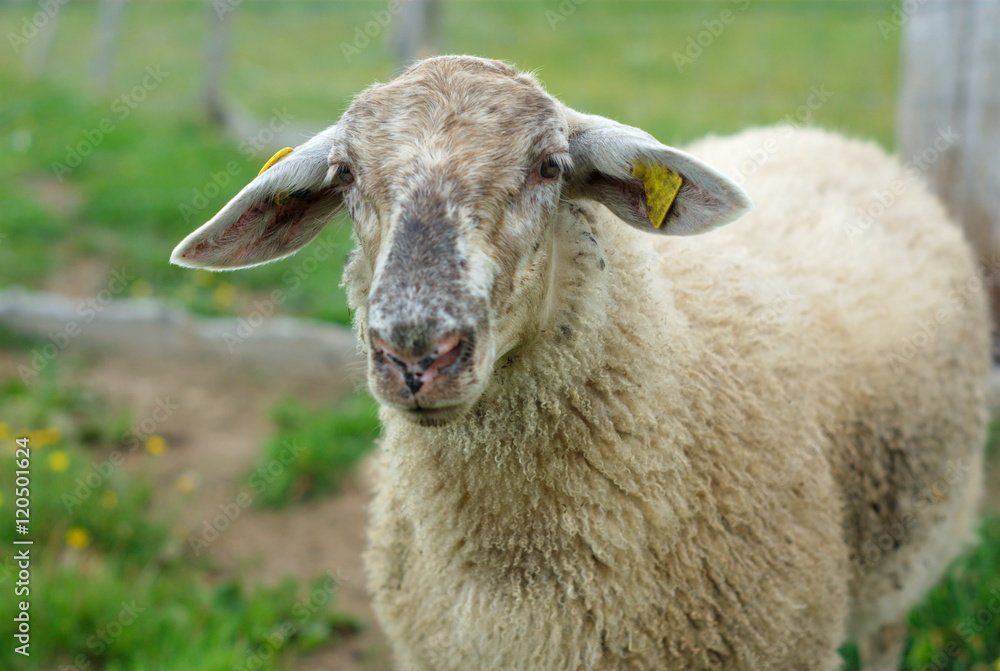 Fototapeta premium white sheep portrait at the farm